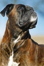 Close-up of a Boxer