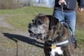 Close up of Boxer dog being walked Royalty Free Stock Photo