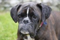 Close up of boxer dog Royalty Free Stock Photo