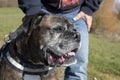 Close up of Boxer dog head Royalty Free Stock Photo