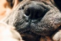 Close up boxer dog nose portrait. German Boxer or Deutscher Boxer. Cute fawn golden dog. Sad and loneliness pet concept Royalty Free Stock Photo