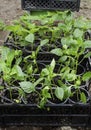 Close-up of boxes with seedlings standing in a greenhouse. Growing sweet peppers for the garden in plastic cups. Young Royalty Free Stock Photo