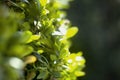 Close-up of boxwood bush foliage with small green leaves on sunny day. Decorative gardening, copyspace background, beauty of Royalty Free Stock Photo