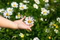 Close up of a boy hand picked up chamomile flowers