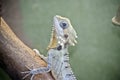 Boyds forest lizard Royalty Free Stock Photo