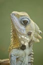 Boyds forest lizard Royalty Free Stock Photo