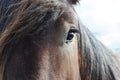 Close up of brabant draft horse Royalty Free Stock Photo