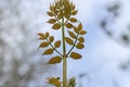 Close Up Brach Of A Aralia Elata Tree At Amsterdam The Netherlands 4-4-2024 Royalty Free Stock Photo
