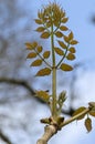 Close Up Brach Of A Aralia Elata Tree At Amsterdam The Netherlands 4-4-2024 Royalty Free Stock Photo