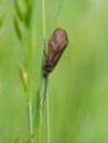 Brachycentrus montanus, caddisfly insect in grass