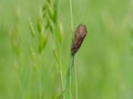 Brachycentrus montanus, caddisfly insect in grass