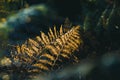 A close up of bracken back lighted by beautiful golden light on an autumn afternoon in an English woodland Royalty Free Stock Photo