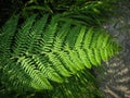 Close up of Bracken leaves Pteridium aquilinum Royalty Free Stock Photo