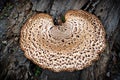 Close Up of Bracket Fungus on Tree Trunk