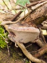 close up bracket mushroom on wood stick branch fungi details Royalty Free Stock Photo