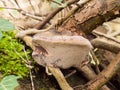 close up bracket mushroom on wood stick branch fungi details Royalty Free Stock Photo