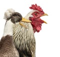 Close-up of a Brahama rooster and a Crested duck quacking Royalty Free Stock Photo