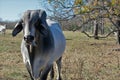 Brahma Bull Close Up Royalty Free Stock Photo