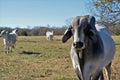 Brahma Bull Close Up Royalty Free Stock Photo