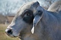 Brahma Bull Close Up Royalty Free Stock Photo