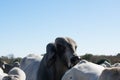 Brahma Bull Close Up Royalty Free Stock Photo