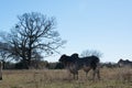 Brahma Bull Close Up Royalty Free Stock Photo