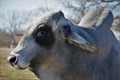 Brahma Bull Close Up Royalty Free Stock Photo