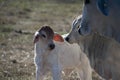 Brahma Calf Close Up