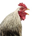 Close up of a Brahma rooster crowing, isolated Royalty Free Stock Photo