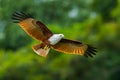 Close up of Brahminy kite