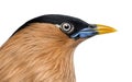 Close-up of a Brahminy Myna - Sturnia pagodarum Royalty Free Stock Photo