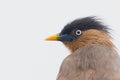 Close up of Brahminy Starling Royalty Free Stock Photo