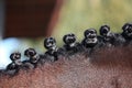 Close up of braided horse mane Royalty Free Stock Photo