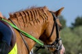 Close Up of Braids on the Mane of a Brown Horse on Blur Camping Background.