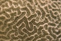 Close up of brain coral