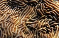 Close-up of Brain Coral