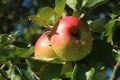 Close up Bramley apples on tree in sunlight Royalty Free Stock Photo