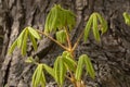 Close Up A Branch Of The Aesculus Hippocastanum