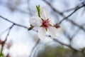 Close up of a branch of almond tree blossom flowers in nature Royalty Free Stock Photo