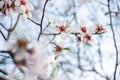 Close up of a branch of almond tree blossom flowers in nature