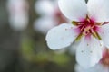 Close up of a branch of almond tree blossom flowers in nature