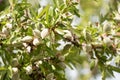 Close-up of a branch of an almond tree with green almonds. Close-up. Royalty Free Stock Photo