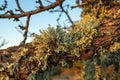 Close-up of a branch of almond tree Prunus dulcis with green and orange lichens