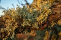 Close-up of a branch of almond tree Prunus dulcis with green and orange lichens