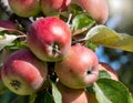 Close-up of a branch on an apple tree, red apples clustered together Royalty Free Stock Photo