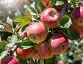 Close-up of a branch on an apple tree, red apples clustered together Royalty Free Stock Photo