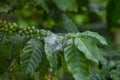 Close Up branch of arabicas Coffee Tree Which Has Spiderweb at Chiang mai Province Northern Thailand,Coffee bean Single origin