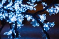 Close-up of branch artificial tree with LED flowers cherry, blue light garland, selective focus Royalty Free Stock Photo