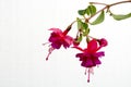 Close-up of a beautiful pink fuchsia flower isolated against white background