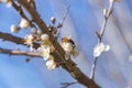 Close-up on a branch with a bee on a bird cherry blossom Royalty Free Stock Photo